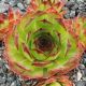 Sempervivum JUPP