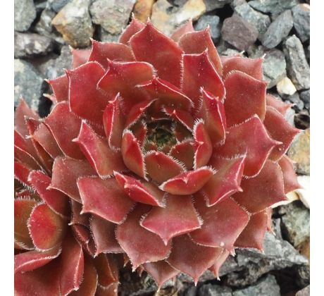 Sempervivum KALINDA