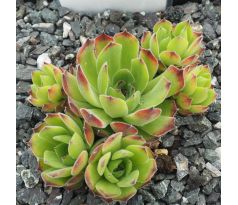 Sempervivum KATINKA