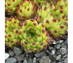 Sempervivum KING LEAR