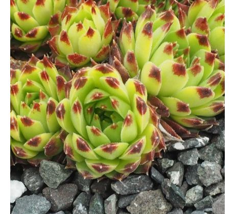 Sempervivum KING LEAR