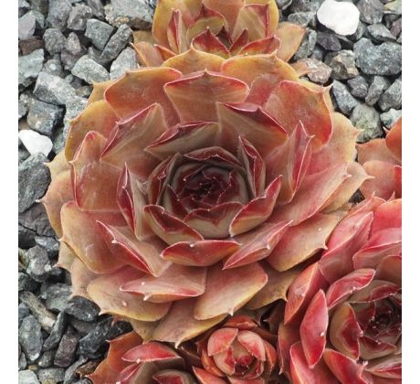 Sempervivum KISMET