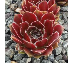 Sempervivum KORSPEL GLORY