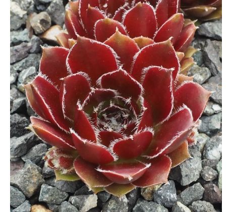 Sempervivum KORSPEL GLORY