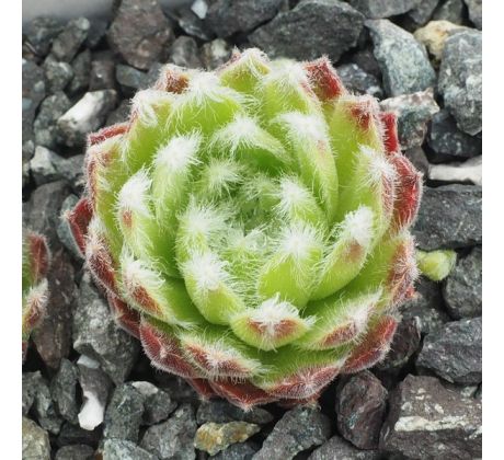 Sempervivum KORSPEL PARADE