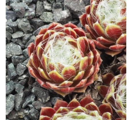 Sempervivum LUXURY LACE