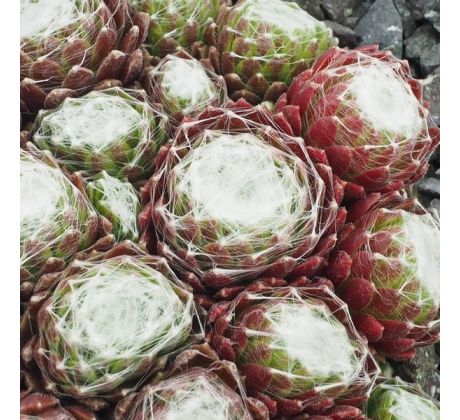 Sempervivum LANIN