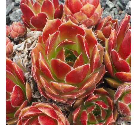 Sempervivum LARISSA