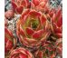 Sempervivum LARISSA