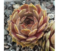 Sempervivum LIGHT SPOON