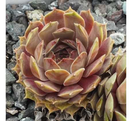 Sempervivum LIGHT SPOON