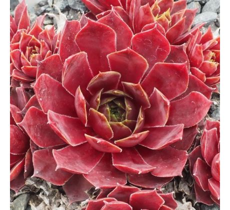 Sempervivum LIPARI