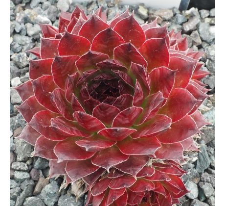 Sempervivum LOTT-LOTT