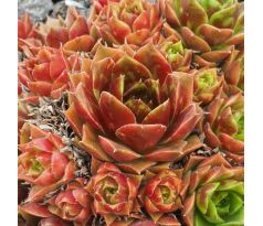 Sempervivum MARLE