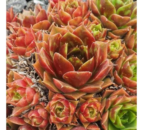 Sempervivum MARLE