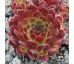 Sempervivum PRUHONICE