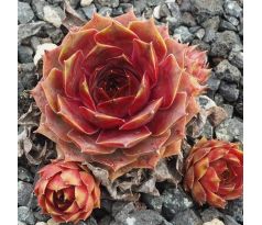 Sempervivum METALLICUM GIGANTEUM