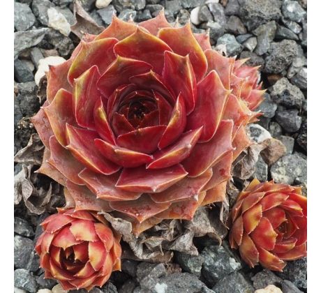 Sempervivum METALLICUM GIGANTEUM