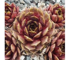 Sempervivum NAEMI