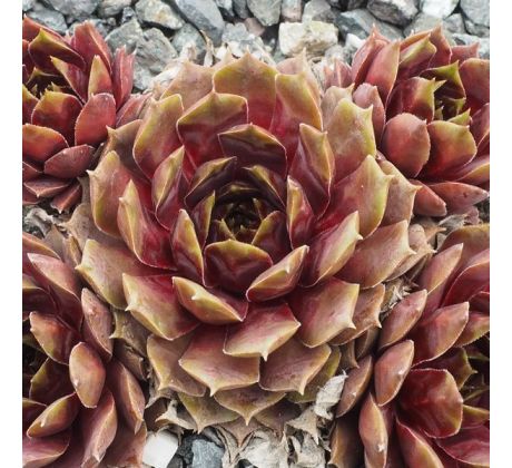 Sempervivum NAEMI