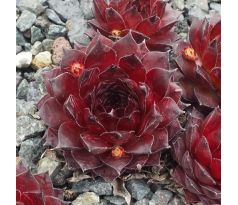 Sempervivum NAMIB