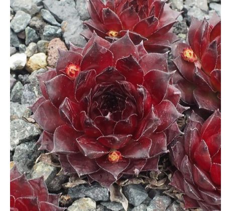 Sempervivum NAMIB