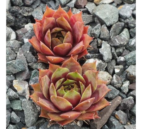 Sempervivum NORBERT