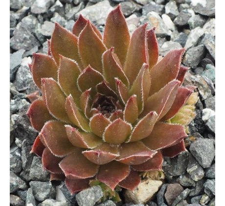 Sempervivum NOUVEAU PASTEL