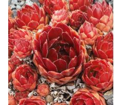 Sempervivum ORANGE ROT