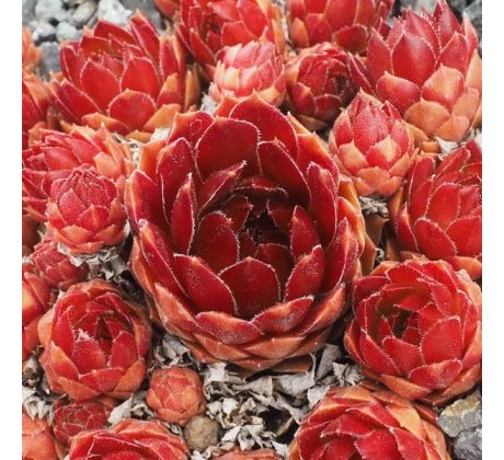 Sempervivum ORANGE ROT