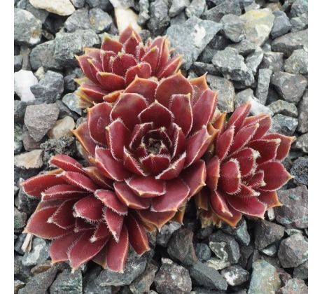 Sempervivum IRAZU