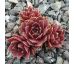 Sempervivum IRAZU