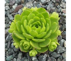 Sempervivum GRANDIFLORUM