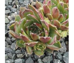 Sempervivum HAVENDIJKER LEOPARD