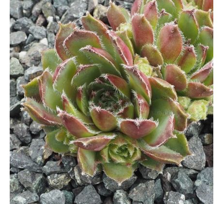 Sempervivum HAVENDIJKER LEOPARD