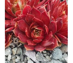 Sempervivum POLARIS