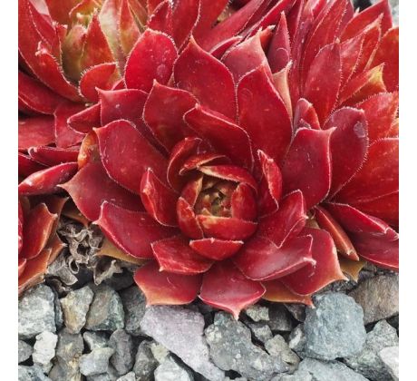 Sempervivum POLARIS