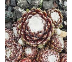 Sempervivum QUARKSTÜCK