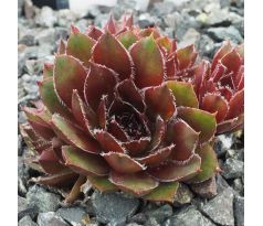 Sempervivum RED ELF