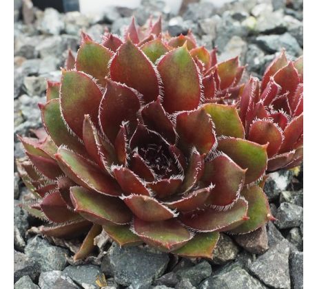 Sempervivum RED ELF