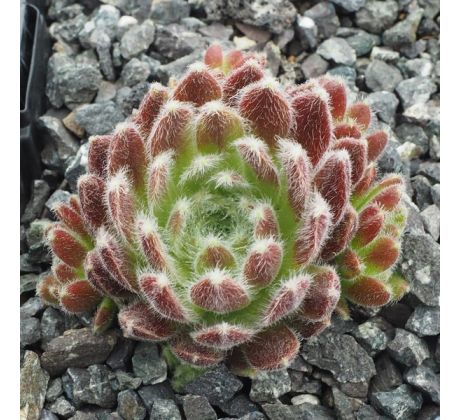 Sempervivum RISSI