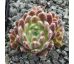 Sempervivum RISSI