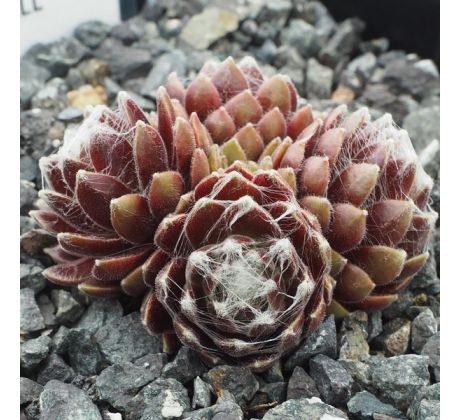 Sempervivum ROTER KRISTALL