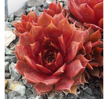 Sempervivum ROTUND