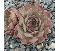 Sempervivum EUPHEMIA