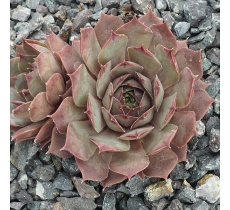 Sempervivum EUPHEMIA