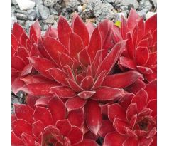 Sempervivum SCHWARZ ROT