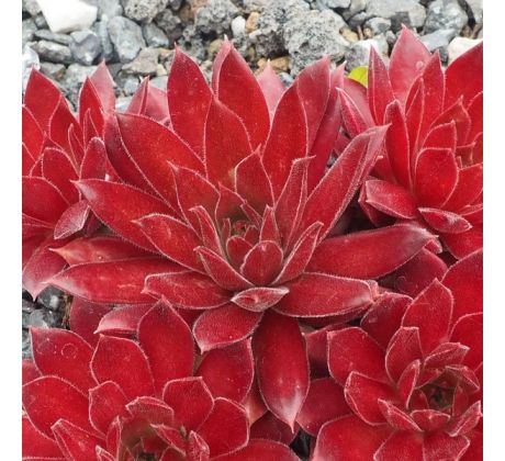 Sempervivum SCHWARZ ROT