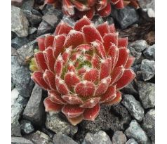 Sempervivum SIMON`S TRAUM