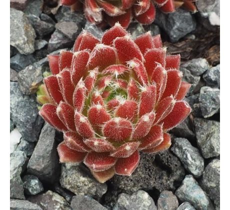 Sempervivum SIMON`S TRAUM